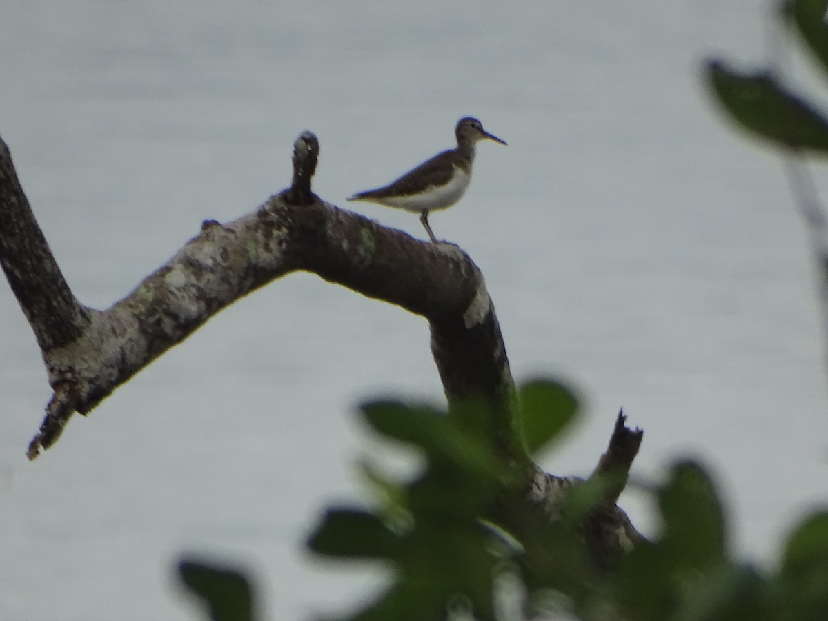 Common Sandpiper - ML624632075