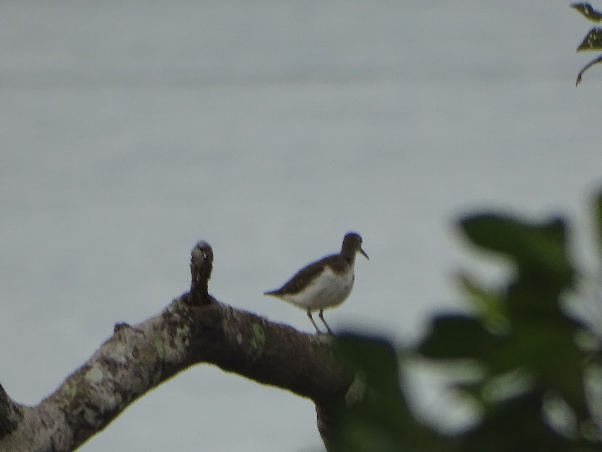 Common Sandpiper - ML624632076