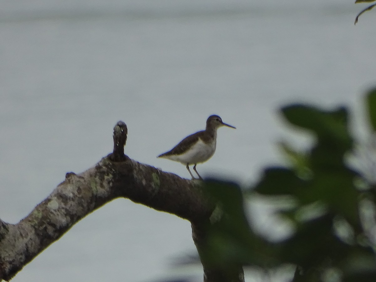 Common Sandpiper - Hector Marti