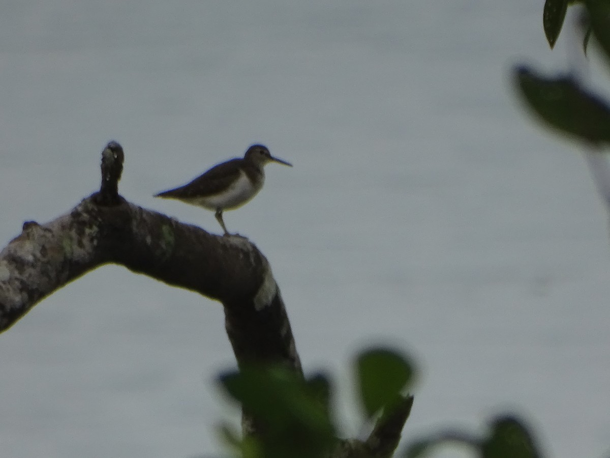 Common Sandpiper - Hector Marti