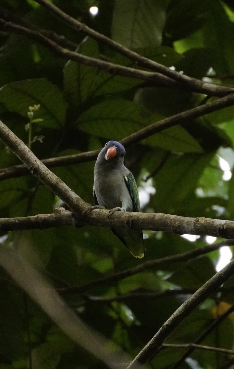 Blue-rumped Parrot - ML624632193