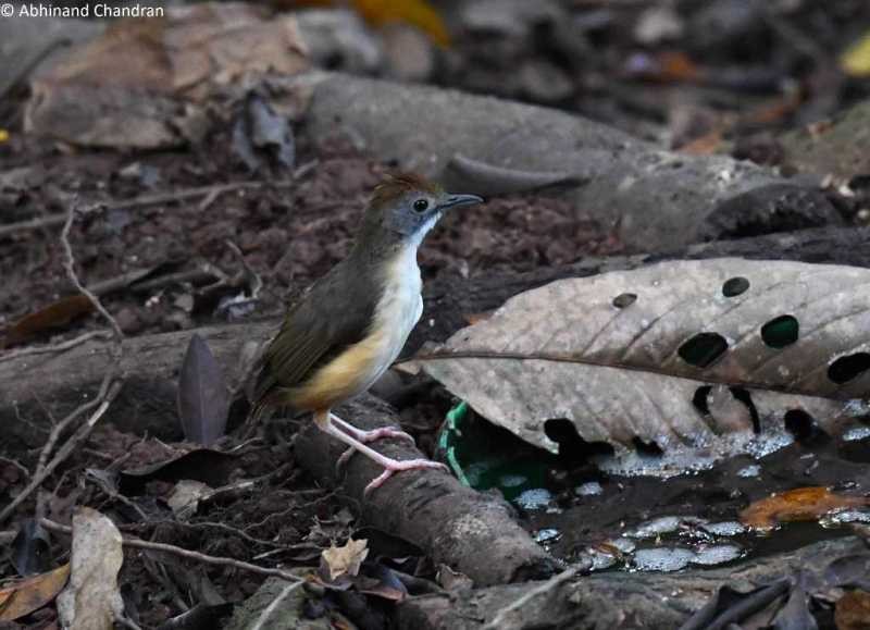 Short-tailed Babbler (Leaflitter) - ML624632509