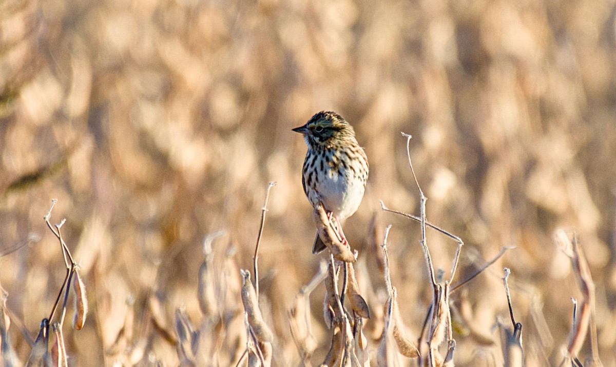 Savannah Sparrow - ML624632532