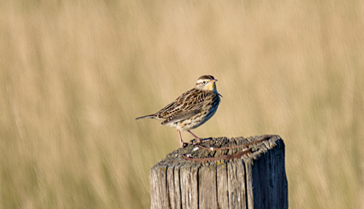 Western Meadowlark - ML624632535
