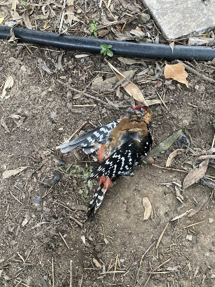 Rufous-bellied Woodpecker - ML624632637