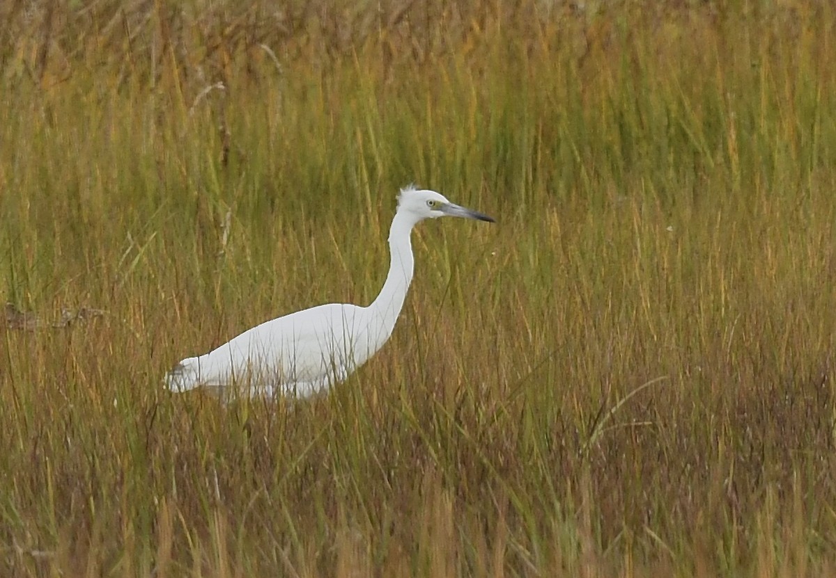 Little Blue Heron - ML624632649