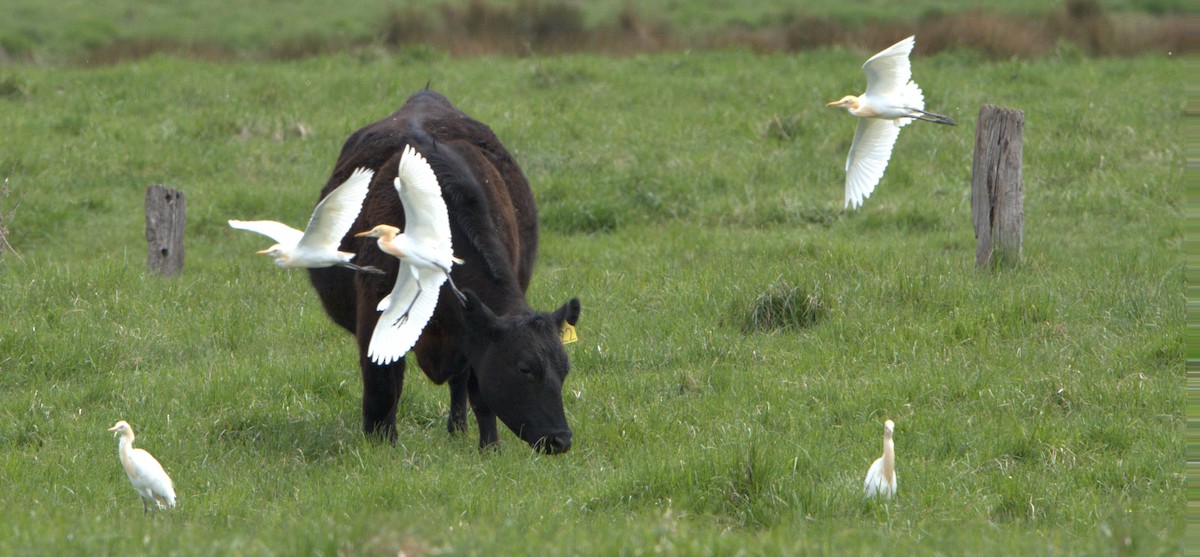 Eastern Cattle-Egret - ML624632689
