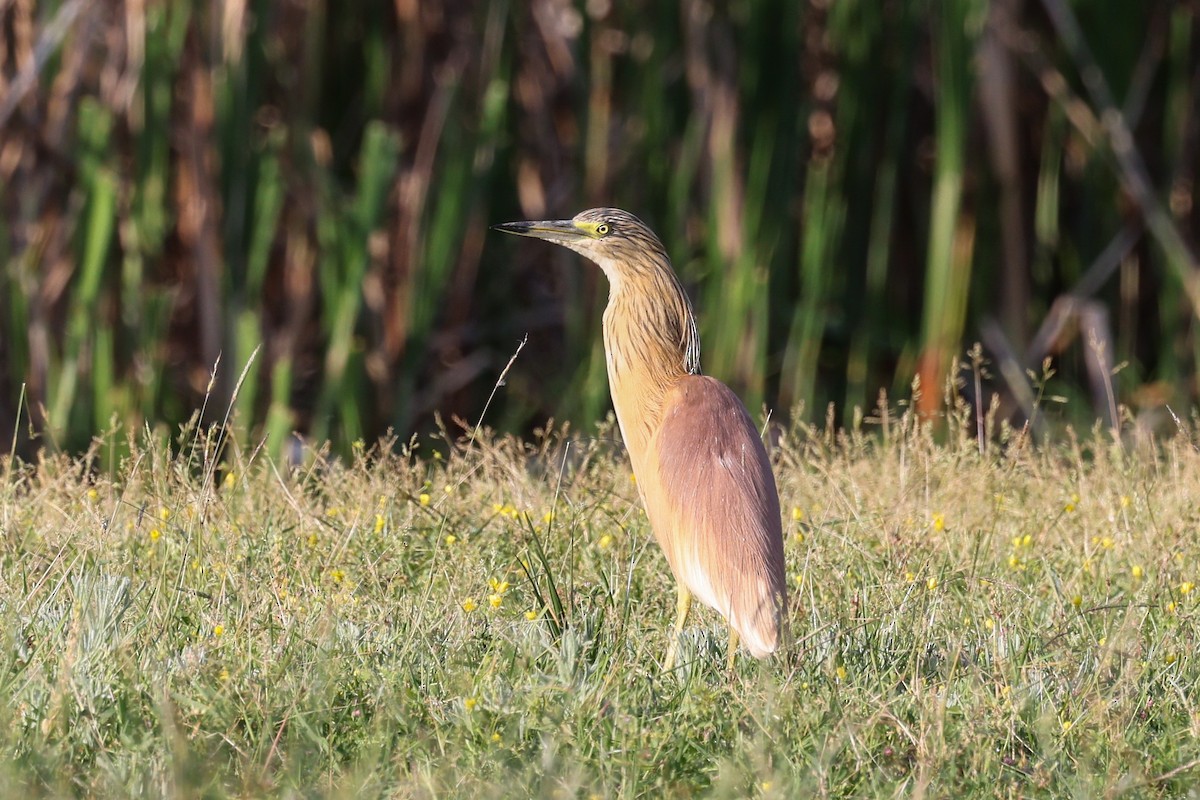 Squacco Heron - ML624632784