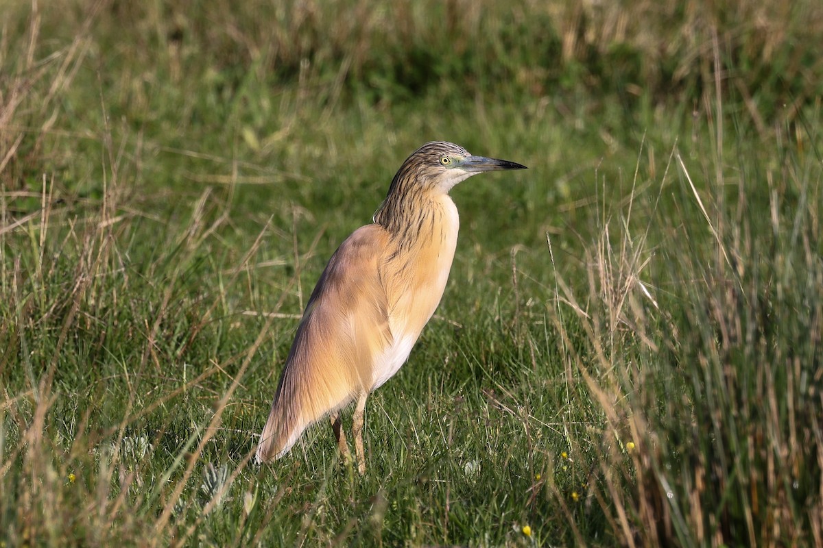 Squacco Heron - ML624632785