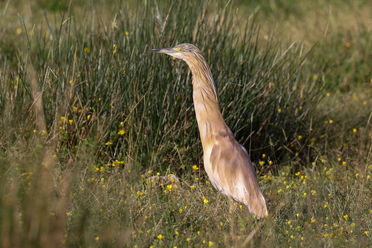 Squacco Heron - ML624632786