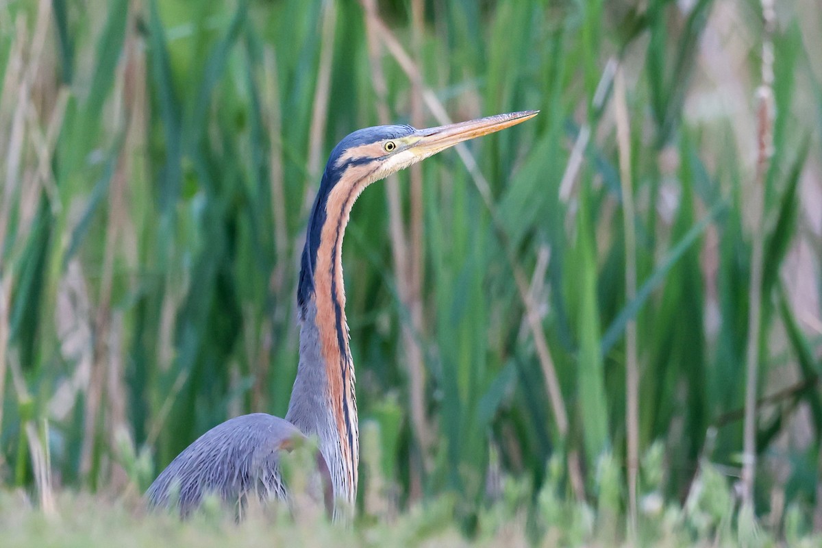 Purple Heron - ML624632788