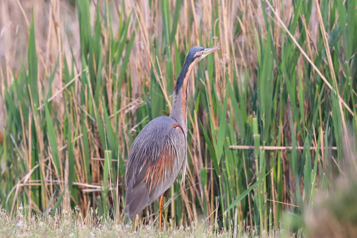 Purple Heron - ML624632789