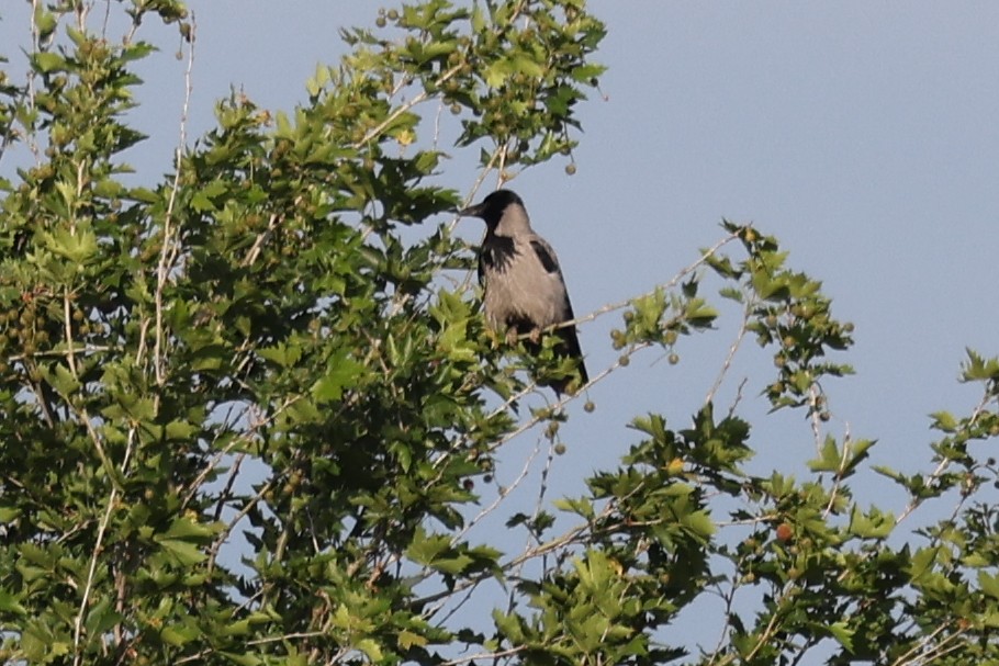 Hooded Crow - ML624632793