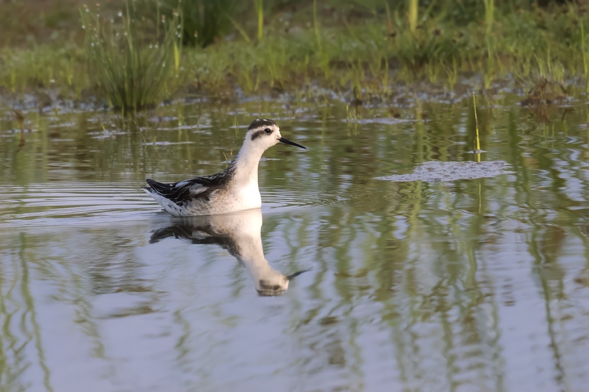 Red-necked Phalarope - ML624632794