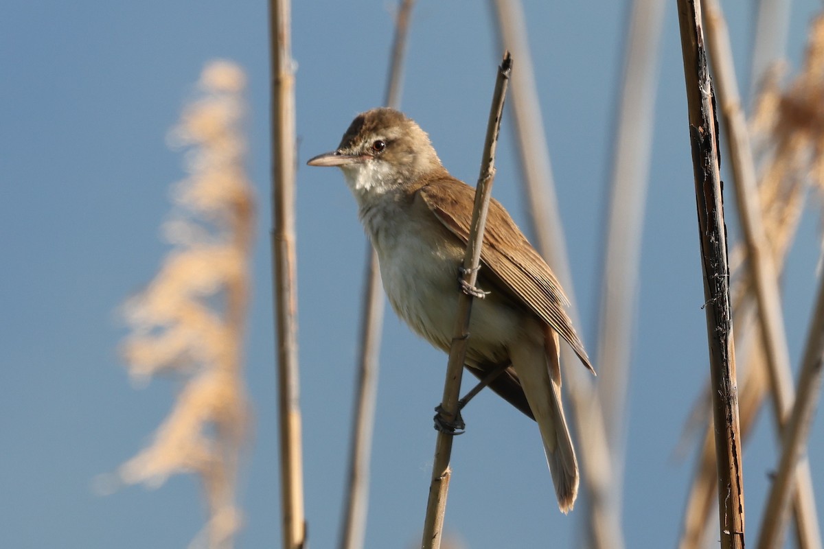 Great Reed Warbler - ML624632803