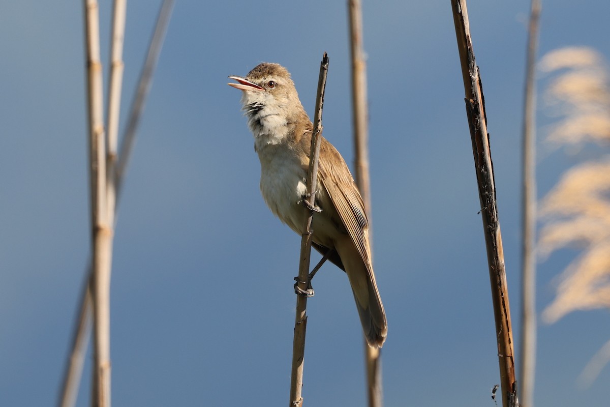 Great Reed Warbler - ML624632804