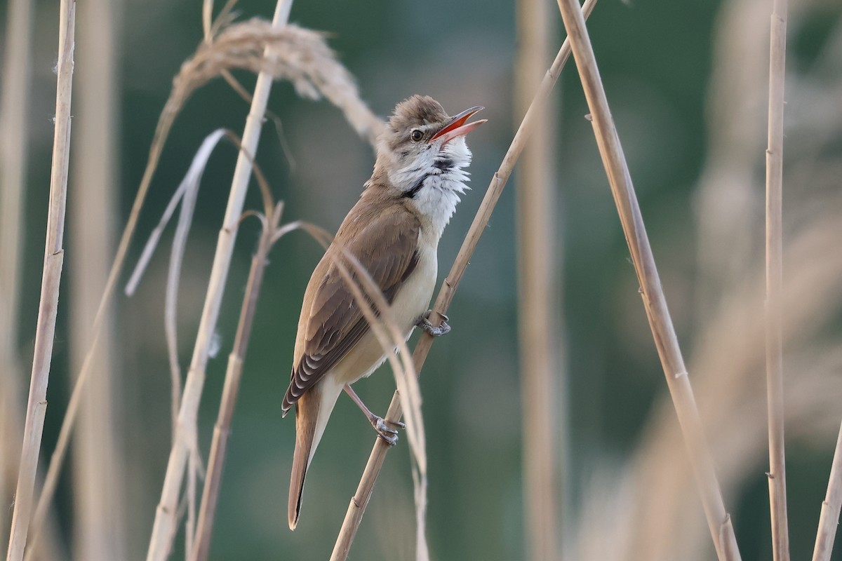 Great Reed Warbler - ML624632805