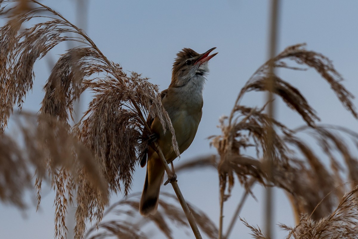 Great Reed Warbler - ML624632806