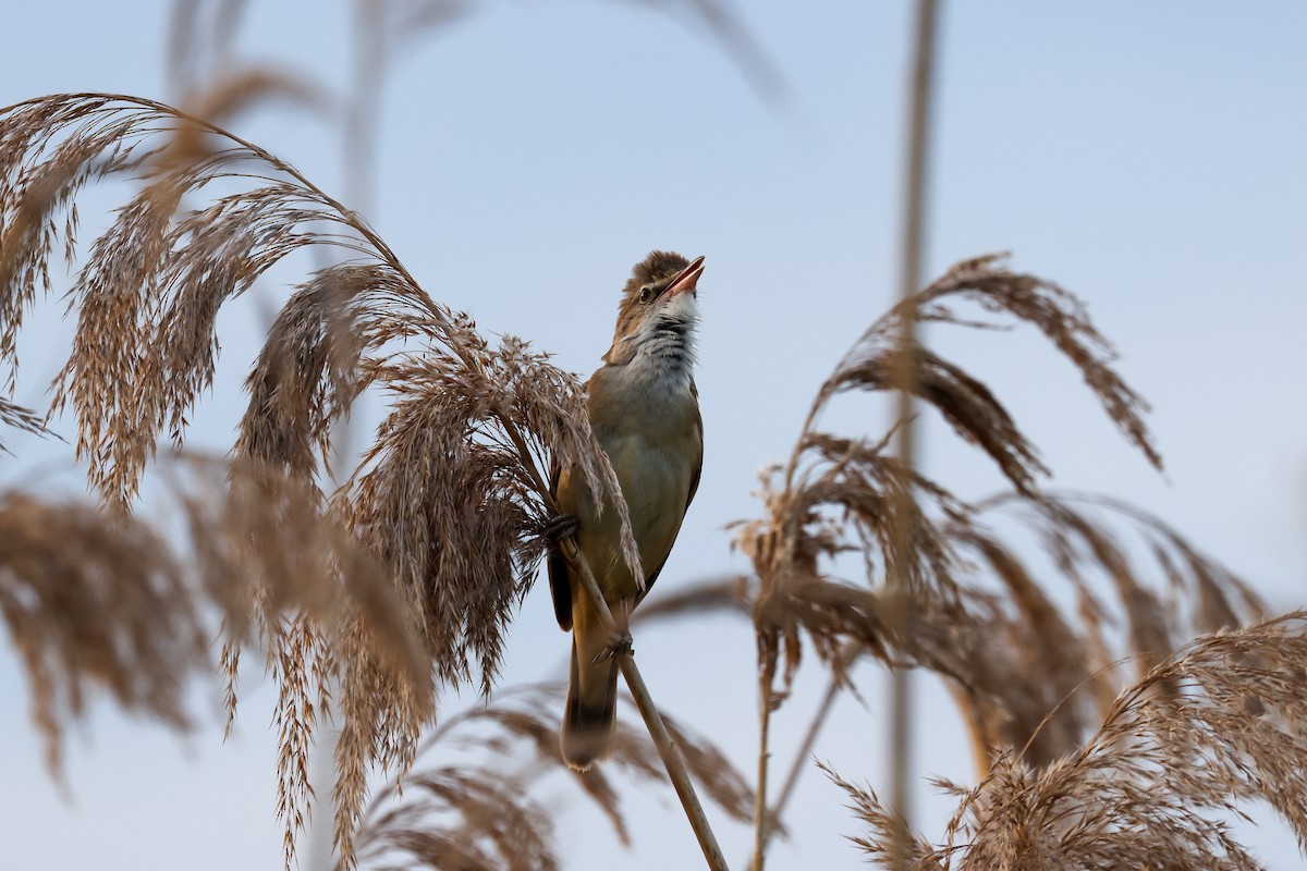 Great Reed Warbler - ML624632807