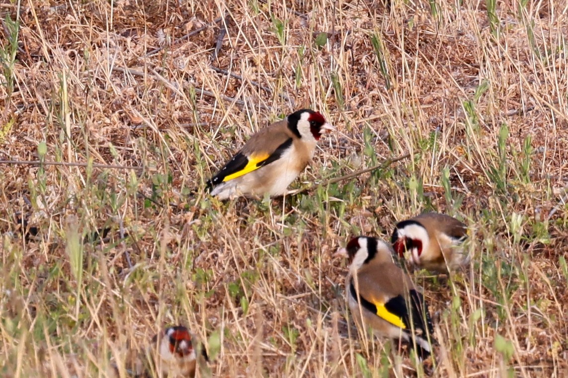 European Goldfinch - ML624632809