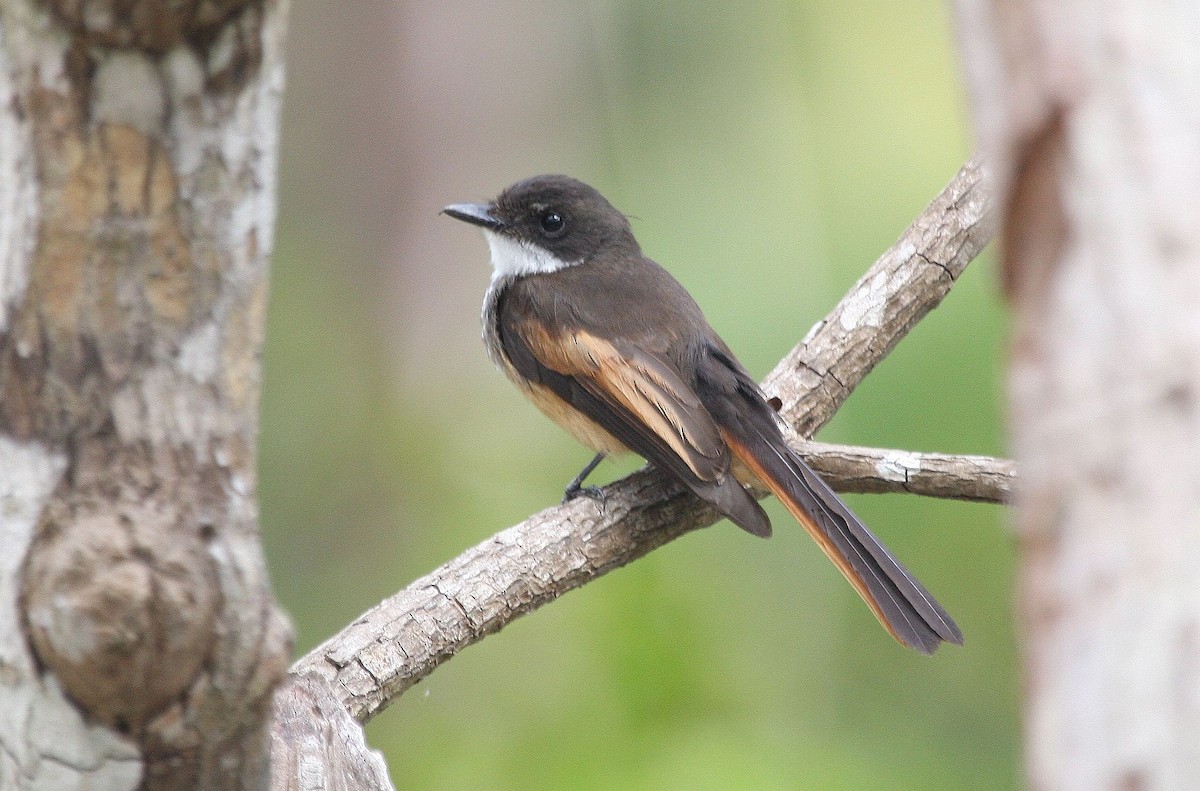 Cinnamon-tailed Fantail - ML624632837