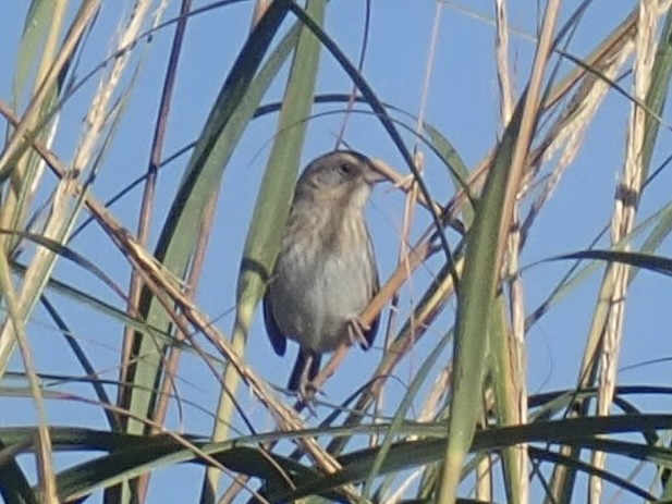 Nelson's Sparrow - ML624632930