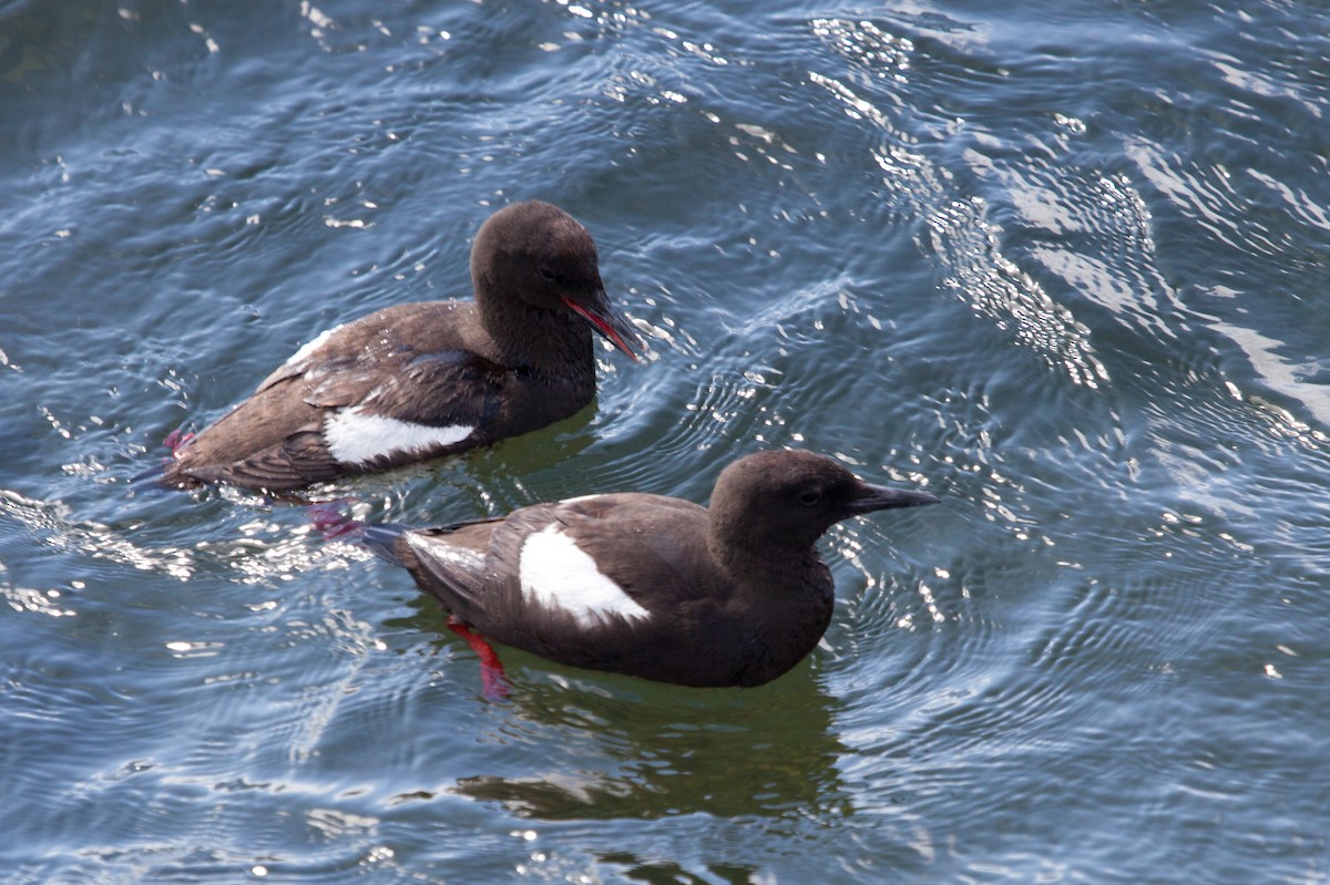 Black Guillemot - ML624632937