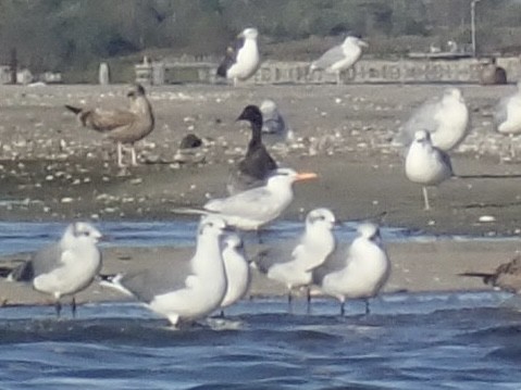 Royal Tern - ML624633061