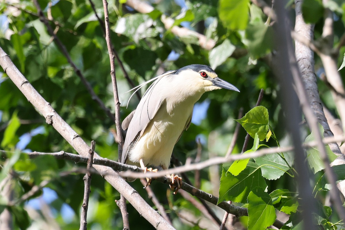 Gece Balıkçılı (nycticorax) - ML624633150