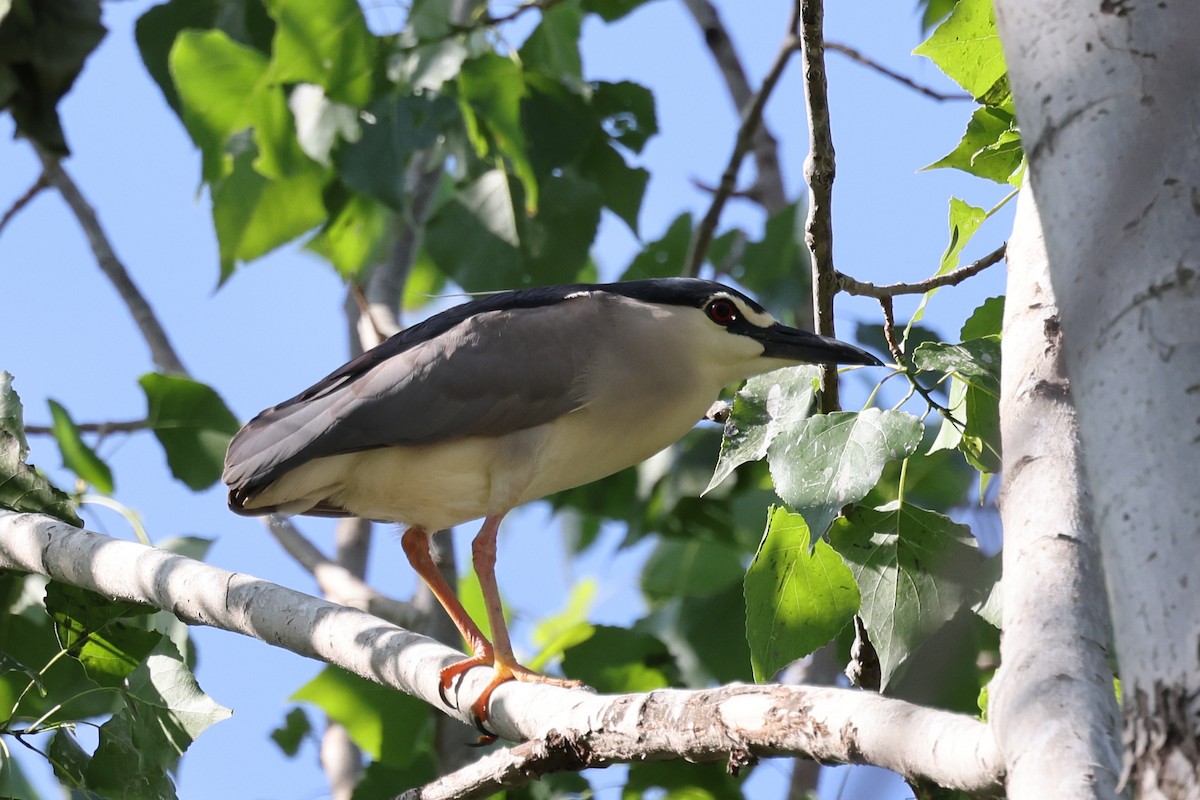 Black-crowned Night Heron (Eurasian) - ML624633151