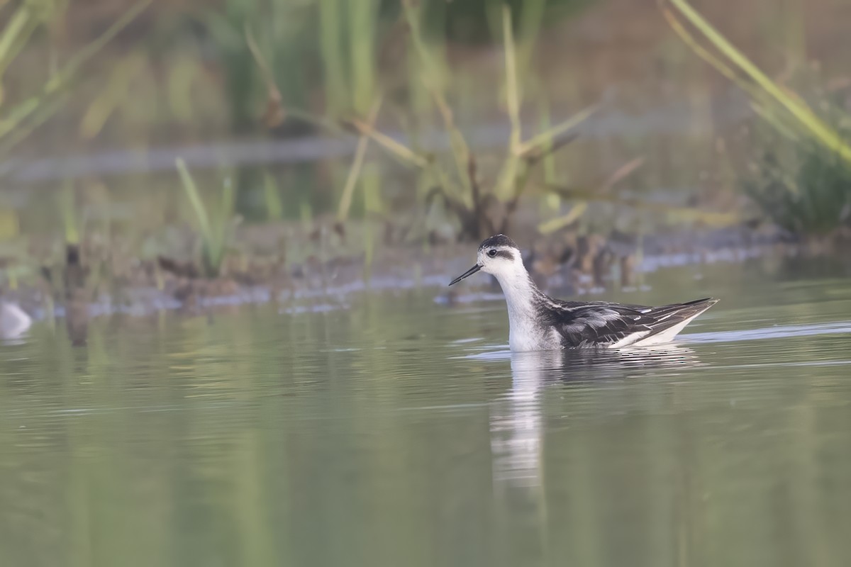 Red-necked Phalarope - Prabhakar Manjunath