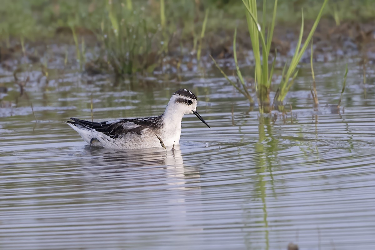 Red-necked Phalarope - ML624633153