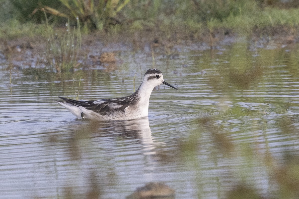 Red-necked Phalarope - ML624633154