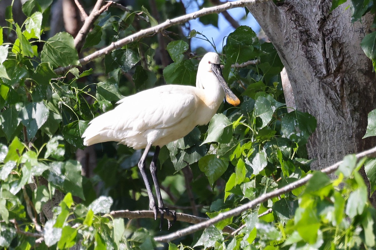 Eurasian Spoonbill - Ian Thompson