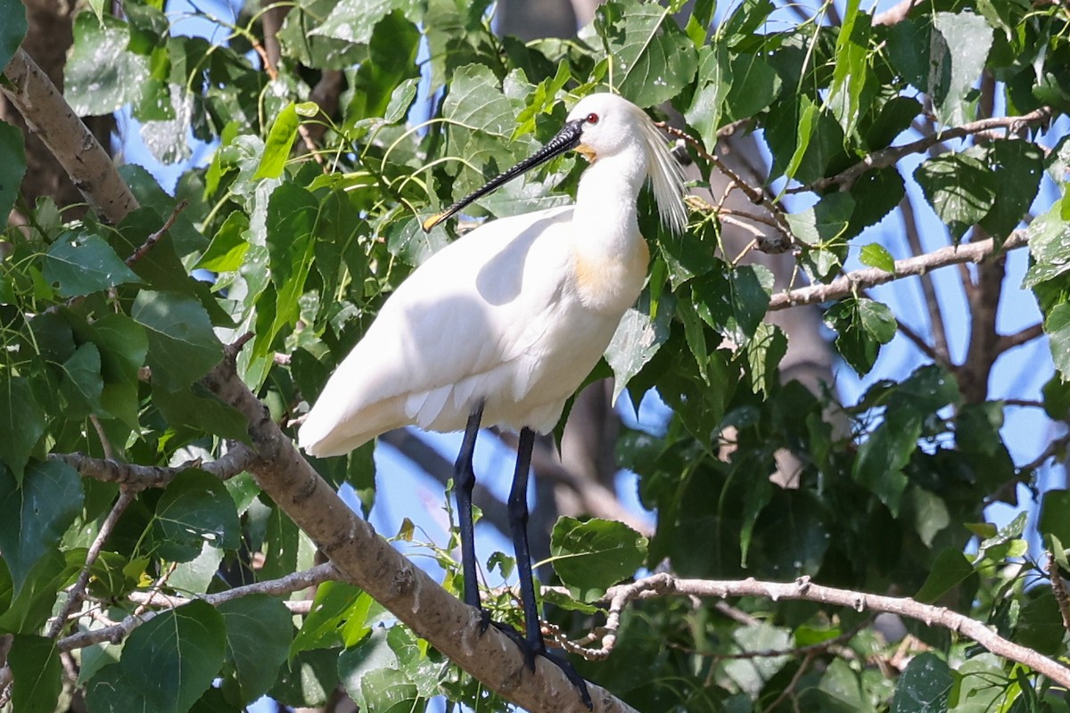 Eurasian Spoonbill - ML624633157