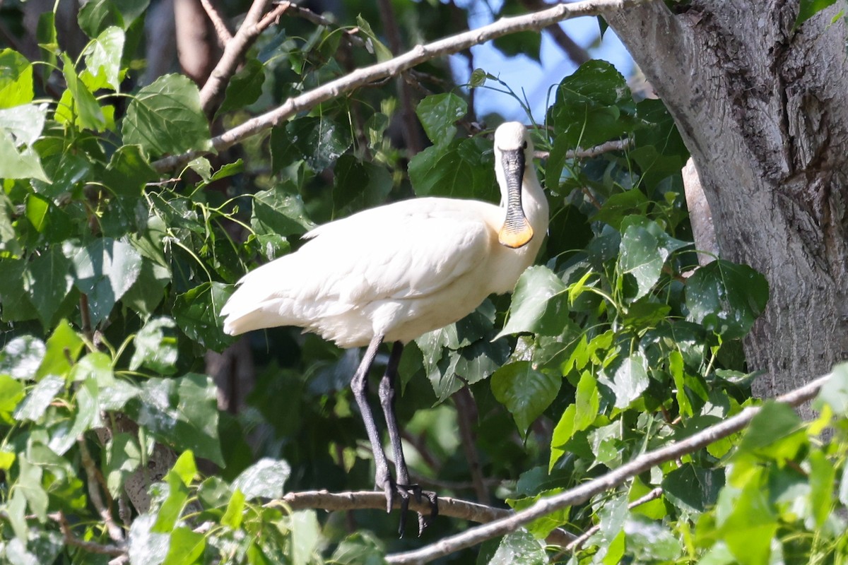 Eurasian Spoonbill - ML624633158