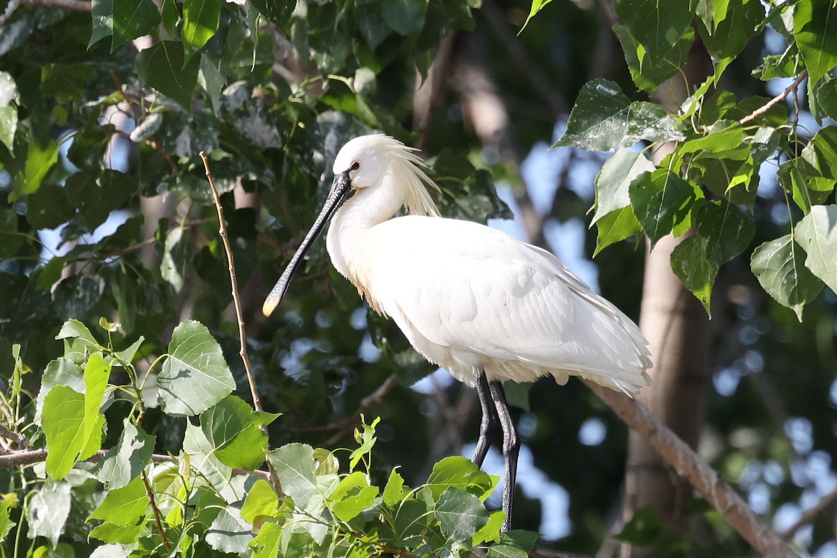 Eurasian Spoonbill - ML624633159