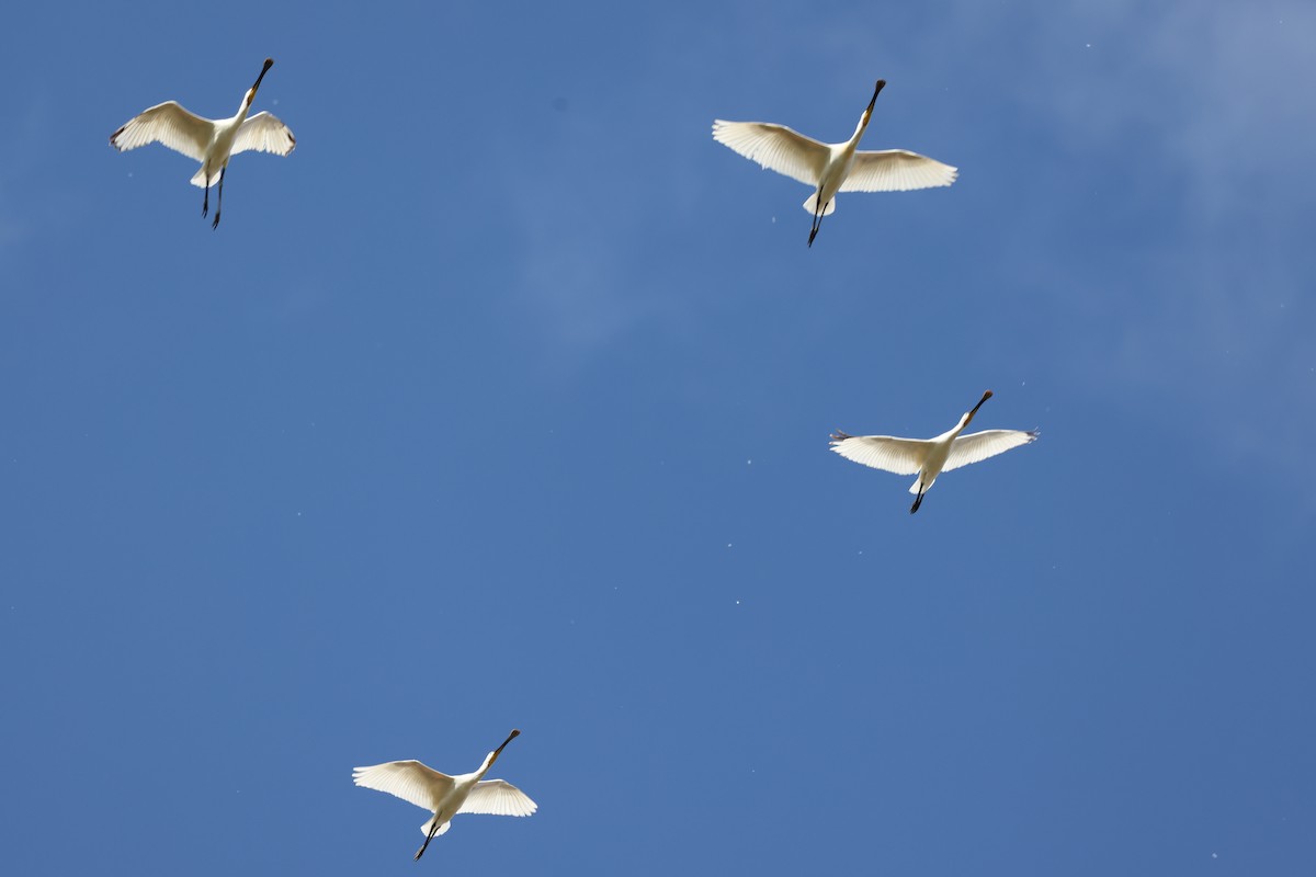 Eurasian Spoonbill - ML624633160