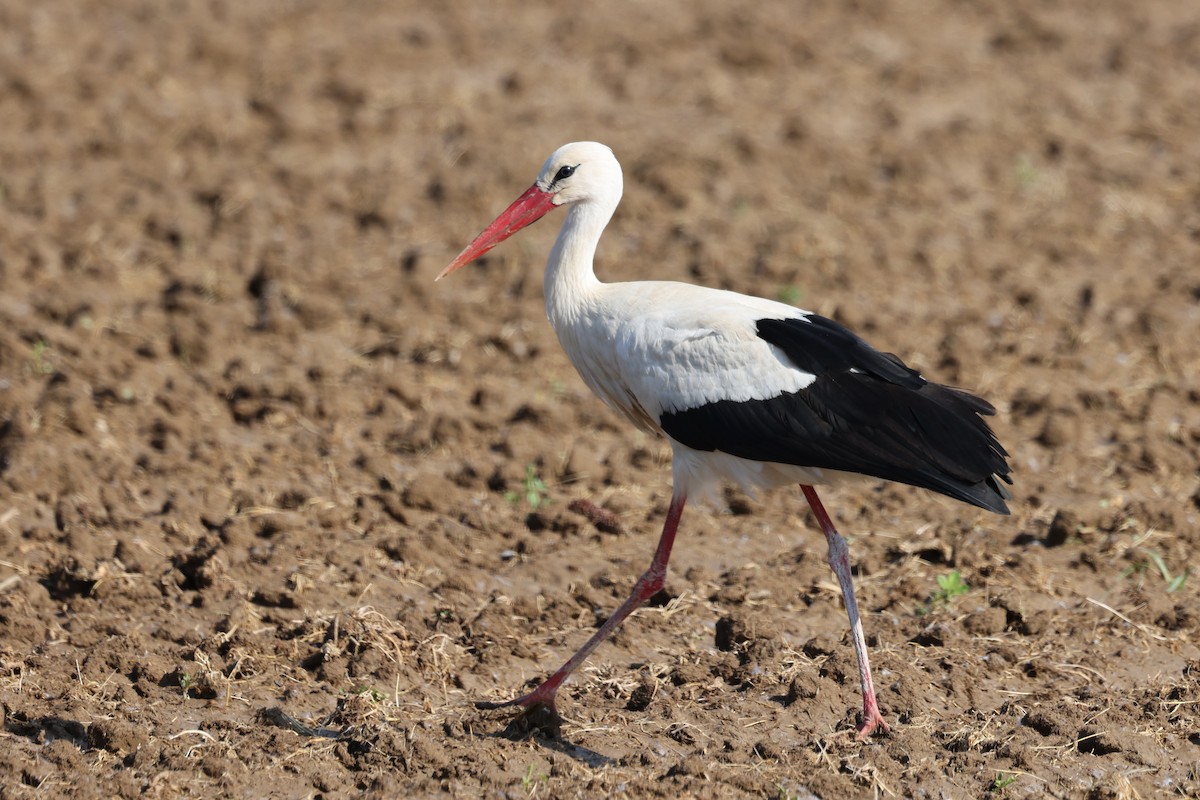 White Stork - ML624633210