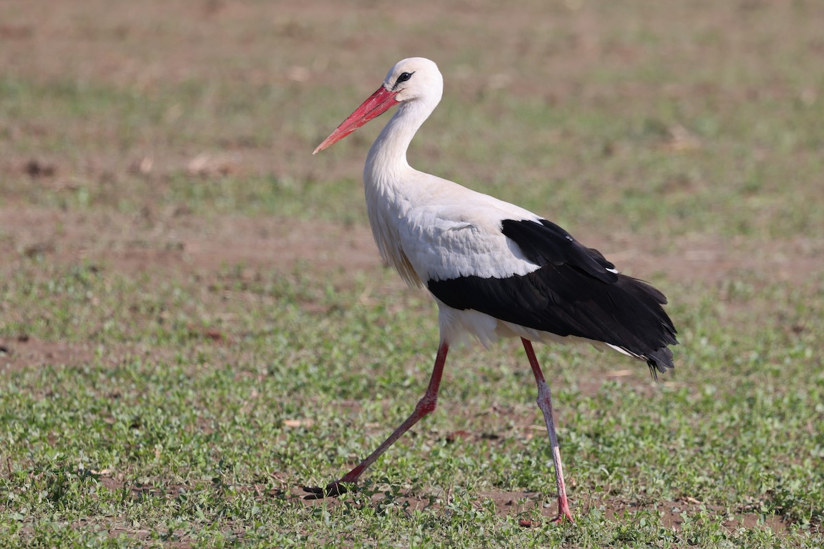 White Stork - ML624633211