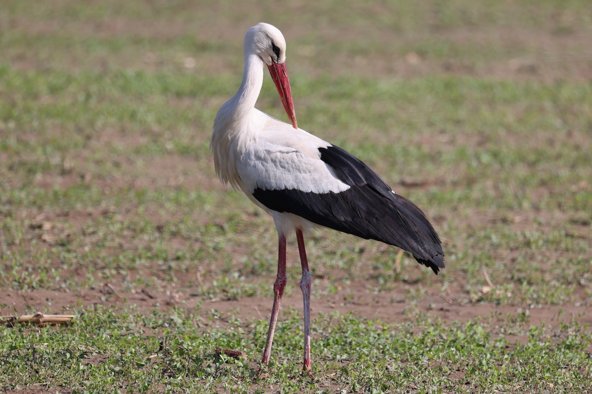 White Stork - ML624633212