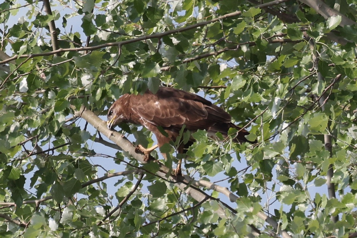 Common Buzzard - ML624633214