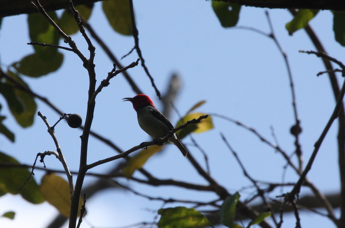 Banda Myzomela - ML624633255