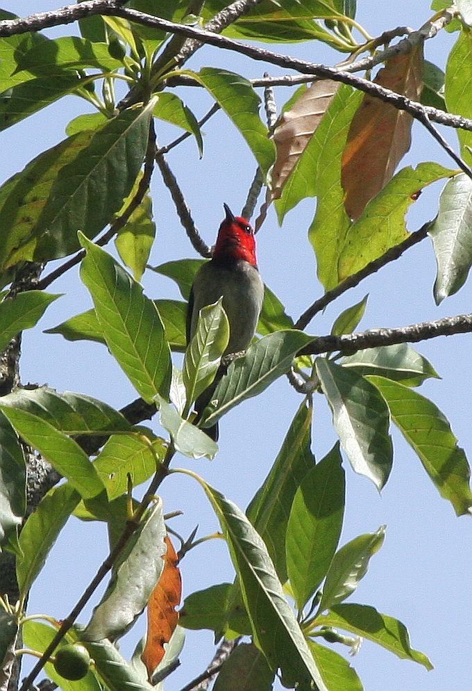 Banda Myzomela - ML624633256