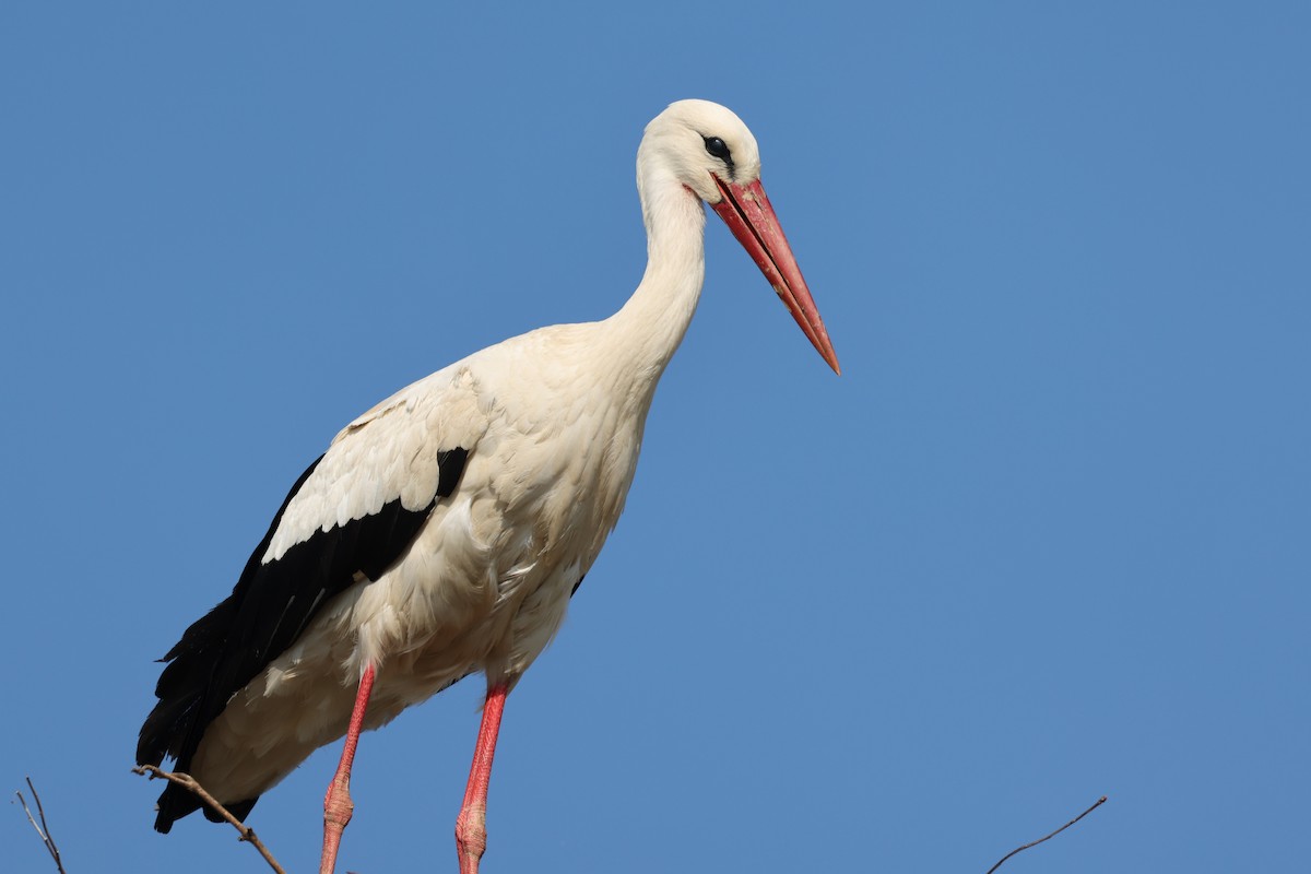 White Stork - Ian Thompson