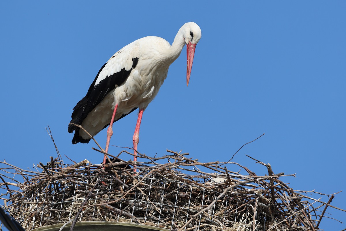 White Stork - ML624633275