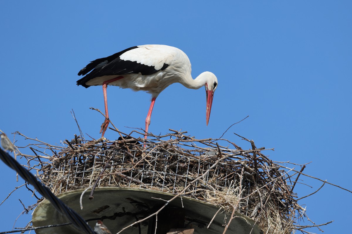 White Stork - ML624633276