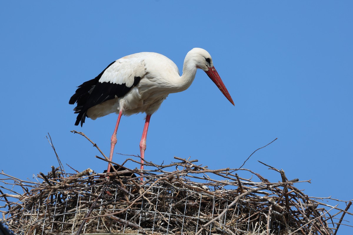 White Stork - ML624633278