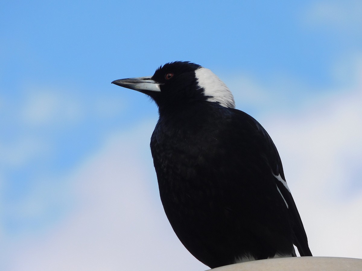 Australian Magpie (Black-backed x White-backed) - ML624633362