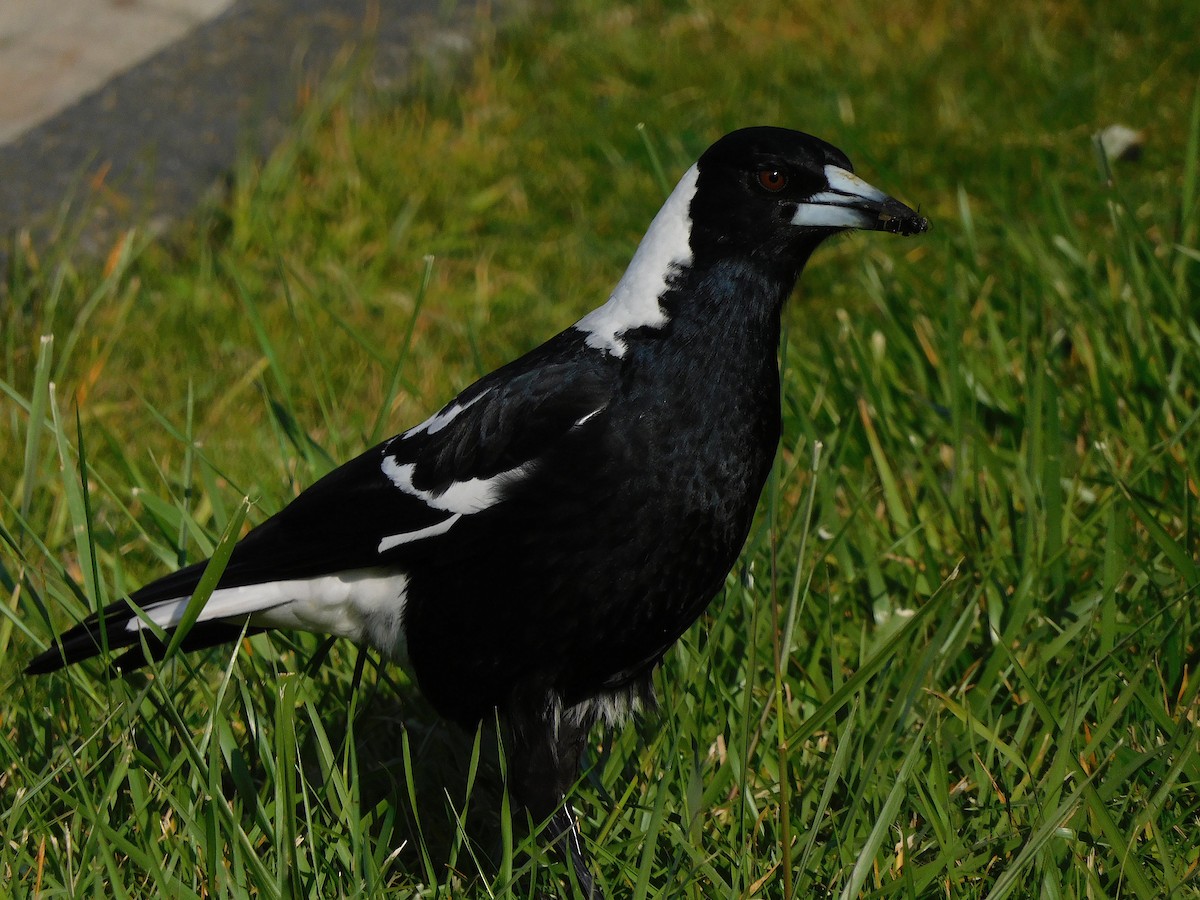 Australian Magpie (Black-backed x White-backed) - ML624633365